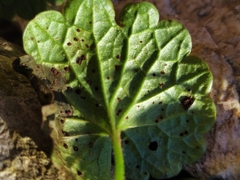 Puccinia glechomatis