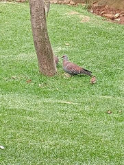 Columba guinea