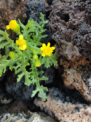 Senecio incrassatus image