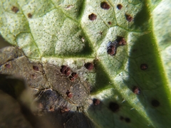 Puccinia glechomatis