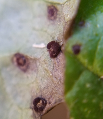 Puccinia glechomatis