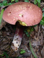 Boletus bicolor subreticulatus