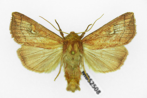 Brown-line Bright-eye