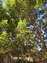 Eucalyptus conferruminata