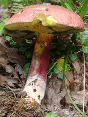 Boletus bicolor subreticulatus