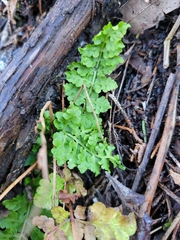 Woodsia obtusa