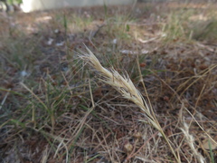 Rytidosperma racemosum
