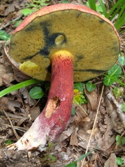 Boletus bicolor subreticulatus