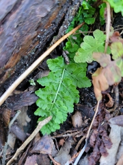 Woodsia obtusa