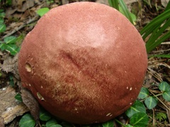 Boletus bicolor subreticulatus