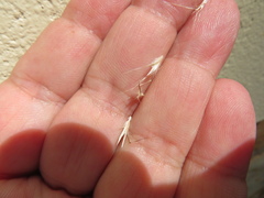 Rytidosperma racemosum
