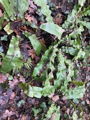Asplenium scolopendrium scolopendrium