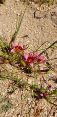 Romulea hirsuta