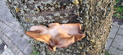 Pleurotus ostreatus