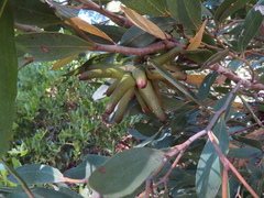 Eucalyptus conferruminata