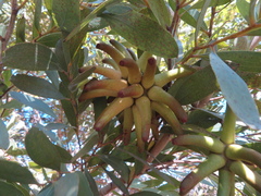 Eucalyptus conferruminata