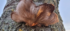 Pleurotus ostreatus