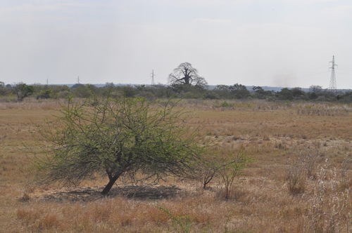 Egyptian acacia