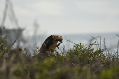 Buteo galapagoensis
