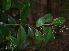 Psychotria dallachiana