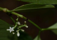 Psychotria dallachiana