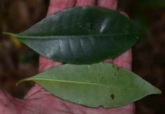 Psychotria dallachiana