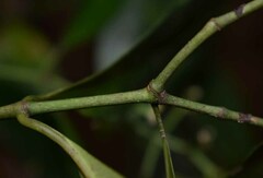 Psychotria dallachiana
