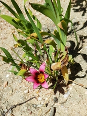 Romulea hirsuta