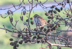 Emberiza pusilla
