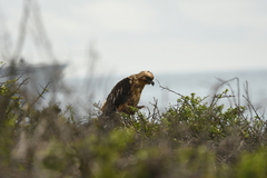 Buteo galapagoensis