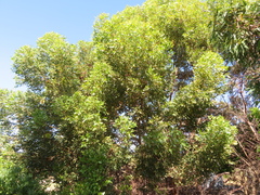 Eucalyptus conferruminata