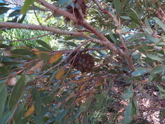 Eucalyptus conferruminata