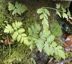 Dryopteris cristata