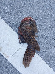 Antrostomus carolinensis