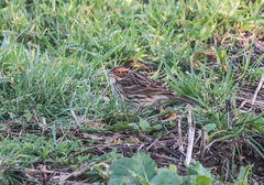 Emberiza pusilla