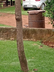 Streptopelia senegalensis