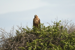 Buteo galapagoensis