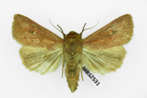 Gelsvarudis Pievinukas nuotrauka