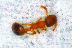 Temnothorax