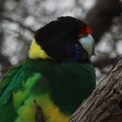 Barnardius zonarius semitorquatus
