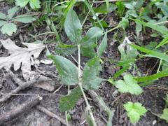Silene stellata