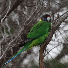 Barnardius zonarius semitorquatus