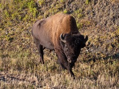 Bison bison athabascae