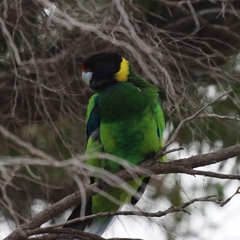 Barnardius zonarius semitorquatus