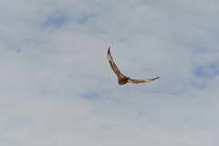 Buteo galapagoensis