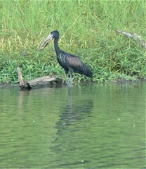 Anastomus lamelligerus