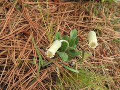 Chaptalia integerrima