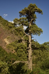 Austrocedrus chilensis