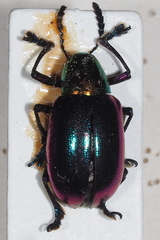 Platycorynus