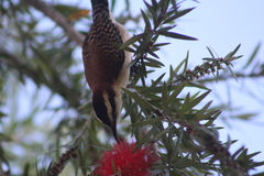 Campylorhynchus rufinucha